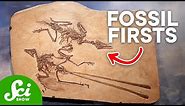 The 10 Oldest Fossils Ever Discovered