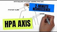 2-Minute Neuroscience: HPA Axis