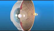 How the Eye Works and the Retina