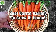 Growing Carrots : Best Carrot Variety You MUST Grow in your garden!