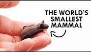 The Bumblebee Bat is the World's Smallest Mammal