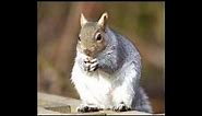 Facts About Gray Squirrels The State Mammal of North Carolina