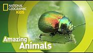 Beetle 🐞 | Amazing Animals