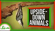 6 Animals That Thrive Upside-Down