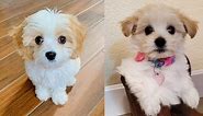 12 Cutest Small Mixed Dog Breeds | Puppies Club