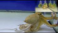 Octopus Gets Angry at His Own Reflection in the Mirror