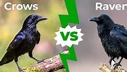 Crows vs Ravens: 5 Main Differences Explained