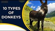 10 Types Of Donkeys #nature #animals @Animalexplain