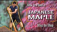 How to Plant a Japanese Maple Correctly | Step by Step for Beginners.