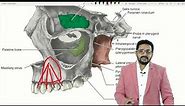Basic Anatomy of maxilla and mandible