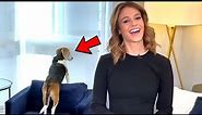 Best Animals Work From Home News Bloopers