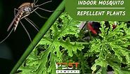 12 Best Indoor Mosquito Repellent Plants for Every Household - Pest Samurai
