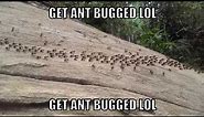 Get Ant Bugged lol