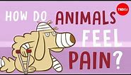 How do animals experience pain? - Robyn J. Crook