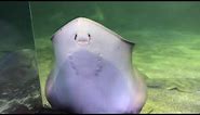 Cutest Stingray Fish l Smiling Fish l Only for Nature #stingray #onlyfornature #ocean