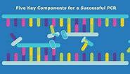 Steps of PCR and Essential PCR Components