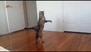 Cats who walk on two legs (A compilation)