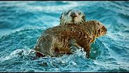 Sea Otters Hold Hands To Survive The Dangers Of The Open Ocean | BBC Earth