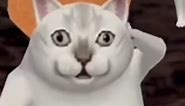 White cat meme (@oioioo612)’s videos with 原声 #大乔 - murcat