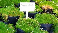 How To Grow Irish Moss Between Pavers? | Outdoor Moss