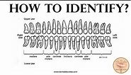 How to Identify Each Tooth - Permanent Human Tooth Identification