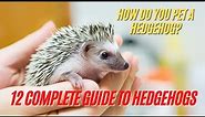 Hedgehog | How Do You Pet a Hedgehog - 12 Complete Guide to Hedgehogs | Hedgehog Care Tips