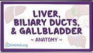 Anatomy of the abdominal viscera: Liver, biliary ducts and gallbladder