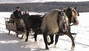 What's A Black Forest Draft Horse: Breed Facts And Colors