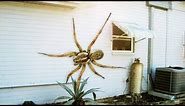 12 World's Largest Spiders