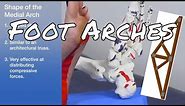3 Arches of the Foot - Ask Dr. Abelson