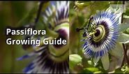 Passiflora Growing Guide (Passion flower and fruit) by GardenersHQ