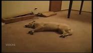 Run meme compilation - the sleeprunning dog