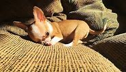 See to believe - tiniest apple head chihuahua puppy | Sweetie Pie Pets by Kelly Swift