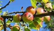 How to Grow Columnar Apple Trees in Your Urban Garden - Garden and Happy