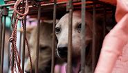 What Is The Controversial Yulin Dog Meat Festival?