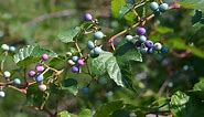 Identify Invasive Vines - Porcelain Berry