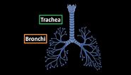 Trachea, Bronchial Tree and Alveolar Tree (Parts, Structures and Walls) - Anatomy