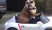 Dog Wearing Scarf and Sunglasses Drives Toy Car