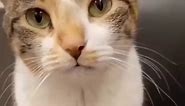Part 33 | Cat talking! Funny cat videos #funnycats #funnyanimals #funnypets