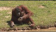 Orangutan learns how to nurse from breastfeeding zookeeper at Metro Richmond Zoo