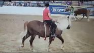 Black Forest Draft Horses at Breyerfest 2022 (Schwarzwaelder Kaltblut)