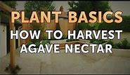 How to Harvest Agave Nectar