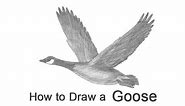 How to Draw a Canada Goose Flying