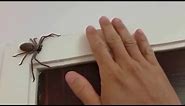 Australian Huntsman Spider, Catch and Release