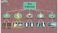 5 Senses You Use Every Day! *Science for Kids*