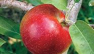 Liberty Apple Tree  | Gurney's Seed & Nursery Co.