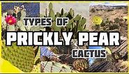 Types of Prickly Pear Cactus