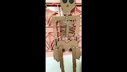 How To Make Paper Human Skeleton System || Human Skeleton System Model by Using Cardboard ||