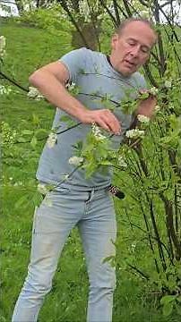 Bird Cherry (prunus padus) #gardening #floweringtree #adventure #nativetrees #ideas #arboretum #wow