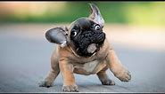 The Best and 🤣 Funniest French Bulldogs 🐶 Moments (Compilation)